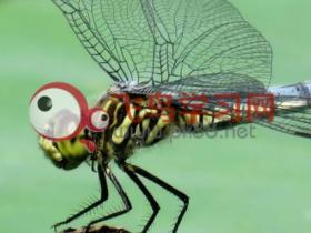 蜻蜓的种类有多少蜻蜓属于什么类型动物
